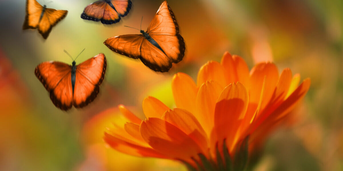 Somos como as Borboletas