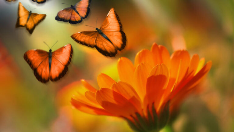 Somos como as Borboletas Somos como as Borboletas