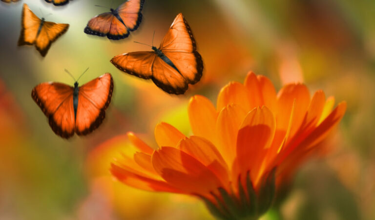 Somos como as Borboletas Somos como as Borboletas