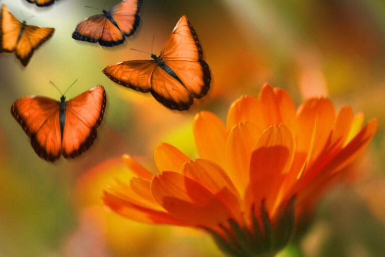 Somos como as Borboletas